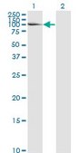 Monoclonal Anti-LAMA5 antibody produced in mouse clone 2F7, purified immunoglobulin, buffered aqueous solution