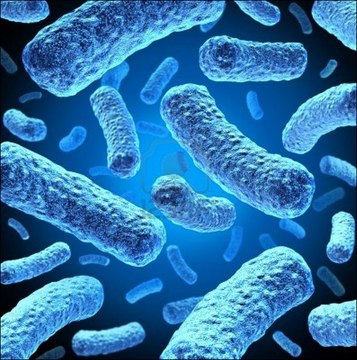 BL21(DE3) Singles Competent Cells - Novagen BL21(DE3) is a chemically competent E. coli cell suitable for transformation and high level protein expression using a T7 RNA polymerase-IPTG induction system.