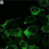 Anti-PIEZO2 Antibody, clone 1H10 ZooMAb&#174; Rabbit Monoclonal recombinant, expressed in HEK 293 cells