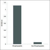 Anti-phospho-CKII-&#946; (pSer209) antibody produced in rabbit affinity isolated antibody