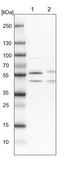 Anti-WBP4 antibody produced in rabbit Prestige Antibodies&#174; Powered by Atlas Antibodies, affinity isolated antibody, buffered aqueous glycerol solution