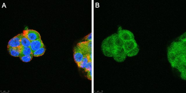 Anti-AIFM2 Antibody, clone 6D8-11