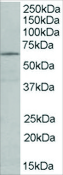 Anti-EHD2 antibody produced in goat affinity isolated antibody, buffered aqueous solution