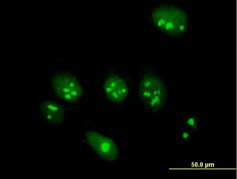 Anti-ABT1 antibody produced in mouse purified immunoglobulin, buffered aqueous solution