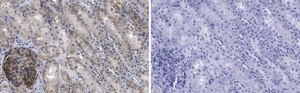 Anti-NOTCH2 Antibody, clone 1B14-5 ZooMAb&#174; Rabbit Monoclonal recombinant, expressed in HEK 293 cells