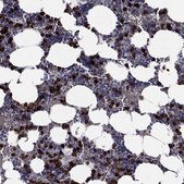 Anti-CD177 antibody produced in rabbit Prestige Antibodies&#174; Powered by Atlas Antibodies, affinity isolated antibody, buffered aqueous glycerol solution