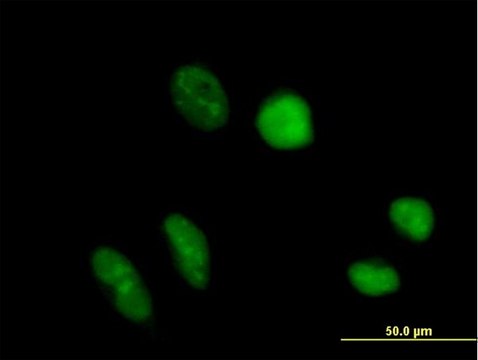 Anti-TRUB1 antibody produced in mouse IgG fraction of antiserum, buffered aqueous solution