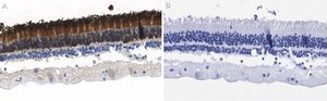 Anti-Rhodopsin Antibody, clone 5D17 ZooMAb&#174; Rabbit Monoclonal recombinant, expressed in HEK 293 cells