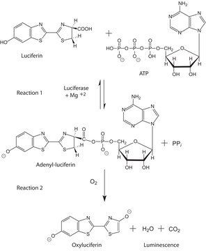 Adenosine 5&#8242;-triphosphate (ATP) Bioluminescent Assay Kit for ATP quantitation