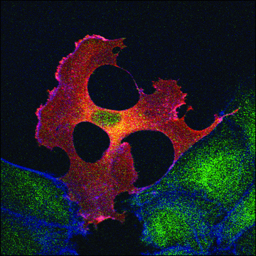 Monoclonal ANTI-FLAG&#174; M2 antibody produced in mouse 1&#160;mg/mL, clone M2, affinity isolated antibody, buffered aqueous solution (50% glycerol, 10 mM sodium phosphate, and 150 mM NaCl, pH 7.4)