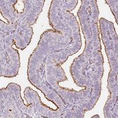 Monoclonal Anti-PODXL antibody produced in mouse clone CL0284, purified immunoglobulin, buffered aqueous glycerol solution