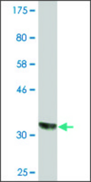 Monoclonal Anti-CSAD, (N-terminal) antibody produced in mouse clone 1D2, ascites fluid