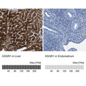 Anti-ASGR1 antibody produced in rabbit Prestige Antibodies&#174; Powered by Atlas Antibodies, affinity isolated antibody, buffered aqueous glycerol solution