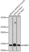 Anti-FABP3 Antibody, clone 9B9D7, Rabbit Monoclonal
