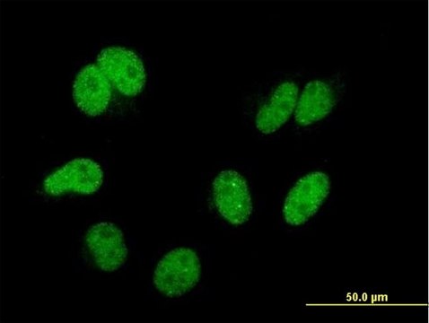 Monoclonal Anti-CAND1, (N-terminal) antibody produced in mouse clone 4D10, purified immunoglobulin, buffered aqueous solution