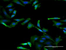 Monoclonal Anti-RBM3 antibody produced in mouse clone 4D6, purified immunoglobulin, buffered aqueous solution