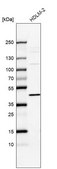Anti-IL13RA1 antibody produced in rabbit Prestige Antibodies&#174; Powered by Atlas Antibodies, affinity isolated antibody