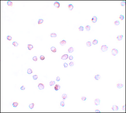 Anti-SCUBE2 antibody produced in rabbit affinity isolated antibody, buffered aqueous solution