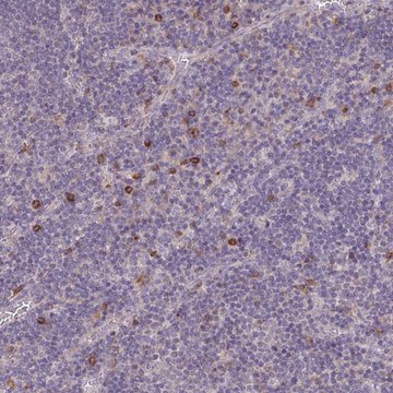 Anti-FCER1A antibody produced in rabbit Prestige Antibodies&#174; Powered by Atlas Antibodies, affinity isolated antibody