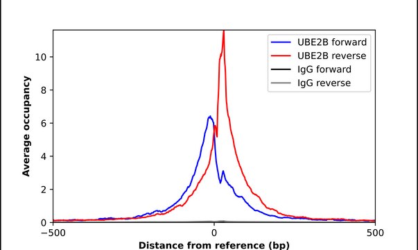 Anti-UBE2B antibody produced in rabbit Prestige Antibodies&#174; Powered by Atlas Antibodies, affinity isolated antibody