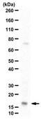 Anti-Interleukin-1&#946; from rabbit, purified by affinity chromatography
