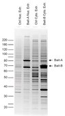 Anti-FLAG&#174; M2 Magnetic Beads affinity isolated antibody