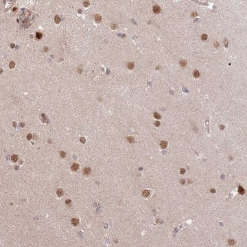 Anti-HAUS3 antibody produced in rabbit Prestige Antibodies&#174; Powered by Atlas Antibodies, affinity isolated antibody, buffered aqueous glycerol solution