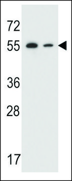 ANTI-TRIM7 (N-TERMINAL) antibody produced in rabbit affinity isolated antibody, buffered aqueous solution