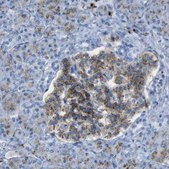 Anti-PLD3 antibody produced in rabbit Prestige Antibodies&#174; Powered by Atlas Antibodies, affinity isolated antibody, buffered aqueous glycerol solution