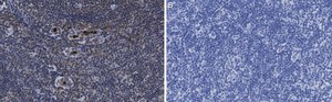 Anti-PD-1 Antibody, clone 1F7 ZooMAb&#174; Rabbit Monoclonal recombinant, expressed in HEK 293 cells