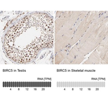 Anti-BIRC5 antibody produced in rabbit Prestige Antibodies&#174; Powered by Atlas Antibodies, affinity isolated antibody, buffered aqueous glycerol solution