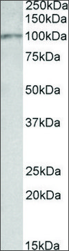 Anti-Itih4 antibody produced in goat affinity isolated antibody, buffered aqueous solution