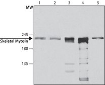 Monoclonal Anti-Myosin (Skeletal, Fast) antibody produced in mouse clone MY-32, ascites fluid