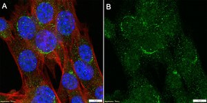 Anti-LRBA Antibody, clone 3H22 ZooMAb&#174; Rabbit Monoclonal recombinant, expressed in HEK 293 cells