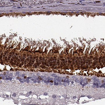 Anti-RCVRN antibody produced in rabbit Prestige Antibodies&#174; Powered by Atlas Antibodies, affinity isolated antibody
