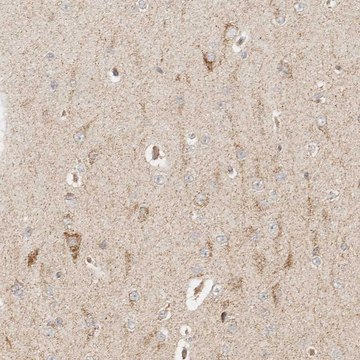 Anti-MRPL55 antibody produced in rabbit Prestige Antibodies&#174; Powered by Atlas Antibodies, affinity isolated antibody, buffered aqueous glycerol solution