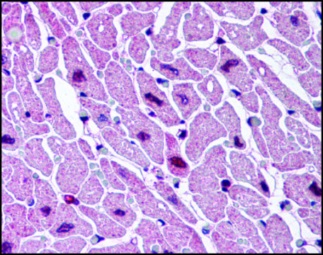 Anti-CYSLT2 (AB2) antibody produced in rabbit affinity isolated antibody, buffered aqueous solution