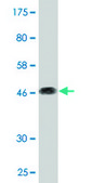 Monoclonal Anti-CD164 antibody produced in mouse clone 3D7, purified immunoglobulin, buffered aqueous solution
