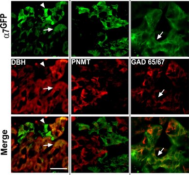 Anti-Glutamic Acid Decarboxylase 65/67 antibody produced in rabbit IgG fraction of antiserum, buffered aqueous solution