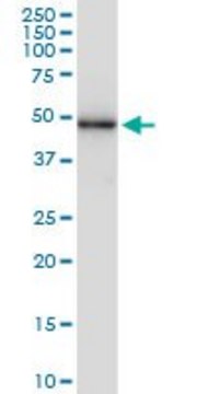 Monoclonal Anti-SESN3 antibody produced in mouse clone 2C9, purified immunoglobulin, buffered aqueous solution