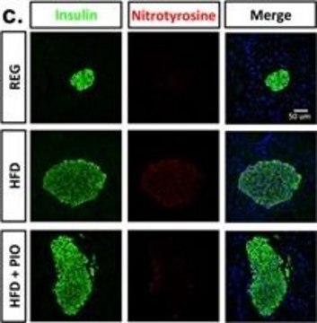 Anti-Nitrotyrosine Antibody Chemicon&#174;, from rabbit