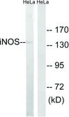 Anti-INOS antibody produced in rabbit affinity isolated antibody