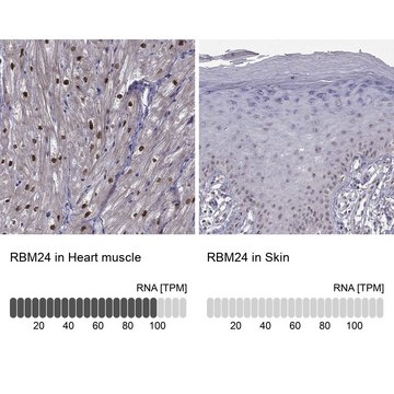 Anti-RBM24 antibody produced in rabbit Prestige Antibodies&#174; Powered by Atlas Antibodies, affinity isolated antibody