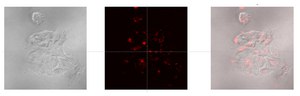 LuminiCell Tracker NIR- Cell Labeling Kit