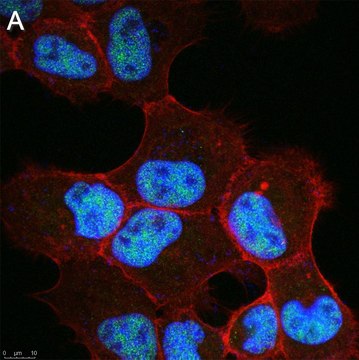Anti-VGLL4 Antibody, clone 1K23 ZooMAb&#174; Rabbit Monoclonal recombinant, expressed in HEK 293 cells