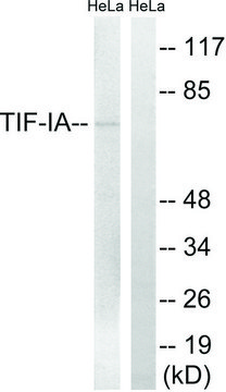 Anti-TIF-IA antibody produced in rabbit affinity isolated antibody