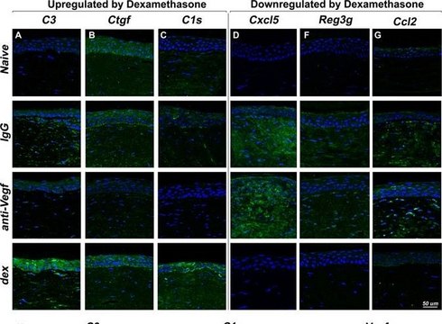 Goat Anti-Mouse IgG Antibody, (H+L) HRP conjugate 1&#160;mg/mL, Chemicon&#174;