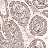 Monoclonal Anti-GRN antibody produced in mouse Prestige Antibodies&#174; Powered by Atlas Antibodies, clone CL5692, purified immunoglobulin, buffered aqueous glycerol solution