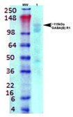 Monoclonal Anti-Cav3.1 - Atto 488 antibody produced in mouse clone S178A-9, purified immunoglobulin