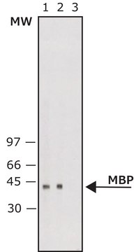 Monoclonal Anti-Maltose Binding Protein&#8722;Alkaline Phosphatase antibody produced in mouse clone MBP-17, purified immunoglobulin, buffered aqueous glycerol solution